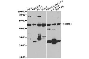Western blot analysis of extracts of various cell lines, using TSG101 antibody (ABIN5971242) at 1/1000 dilution. (TSG101 抗体)
