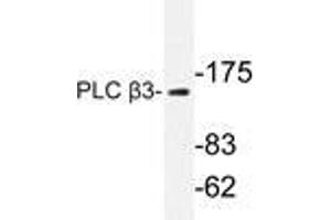 Western blot analysis of PLC β3 antibody in extracts from HeLa cells. (PLCB3 抗体)