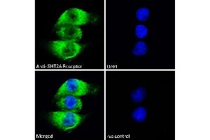 ABIN1049520 Immunofluorescence analysis of paraformaldehyde fixed A549 cells, permeabilized with 0. (HTR2A 抗体  (AA 296-309))