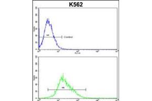 Flow cytometric analysis of k562 cells (bottom histogram) compared to a negative control cell (top histogram). (FLCN 抗体  (C-Term))