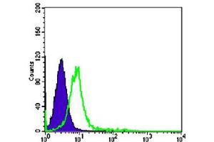Flow cytometric analysis of K-562 cells using CHD3 monoclonal antibody, clone 2G4  (green) and negative control (purple). (CHD3 抗体)