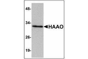 Western blot analysis of HAAO in Mouse liver tissue lysate with HAAO antibody at 1 µg/ml. (HAAO 抗体  (N-Term))