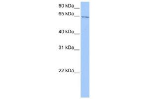 C2ORF42 antibody used at 1 ug/ml to detect target protein. (C2orf42 抗体  (C-Term))