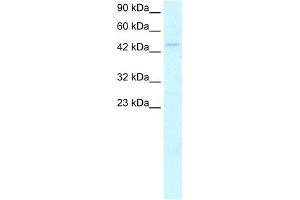 WB Suggested Anti-MYCN Antibody Titration:  2. (MYCN 抗体  (C-Term))