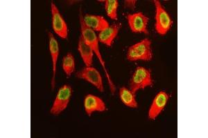 IF analysis of SFPQ using anti-SFPQ antibody (ABIN7603089) and anti-Tubulin Alpha antibody (ABIN7600339). (SFPQ 抗体  (Middle Region))
