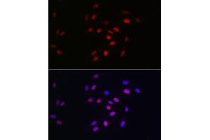 Immunofluorescence analysis of U2OS cells using HDGF Rabbit mAb (ABIN7267622) at dilution of 1:100 (40x lens). (HDGF 抗体)
