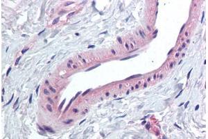 Anti-KCNMA1 antibody  ABIN1048989 IHC staining of human breast, vessel. (KCNMA1 抗体  (Internal Region))