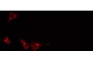ABIN6274404 staining 293 cells by IF/ICC. (KSR2 抗体  (Internal Region))