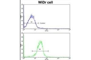 Flow cytometric analysis of widr cells using DAC Antibody (C-term)(bottom histogram) compared to a negative control cell (top histogram). (AADAC 抗体  (C-Term))