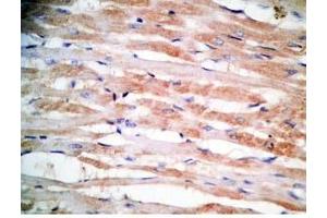 Rat heart tissue was stained by Rabbit Anti-MCT-1 (H) Antibody (Mitocryptide-1 (MCT-1) 抗体)
