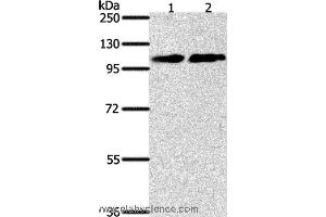 Western blot analysis of NIH/3T3 and Jurkat cell, using NFATC4 Polyclonal Antibody at dilution of 1:400 (NFATC4 抗体)
