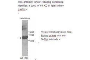 Image no. 1 for anti-N-Myc Proto-Oncogene Protein (MYCN) antibody (ABIN790800) (MYCN 抗体)