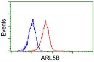 Image no. 1 for anti-ADP-Ribosylation Factor-Like 5B (ARL5B) antibody (ABIN1496721) (ARL5B 抗体)