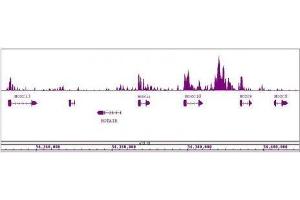 MLL / HRX antibody (pAb) tested by ChIP-Seq. (MLL/KMT2A 抗体  (AA 2829-2883))