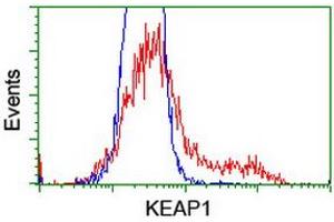 HEK293T cells transfected with either RC202189 overexpress plasmid (Red) or empty vector control plasmid (Blue) were immunostained by anti-KEAP1 antibody (ABIN2453954), and then analyzed by flow cytometry. (KEAP1 抗体)