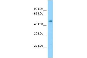 Western Blotting (WB) image for anti-Solute Carrier Family 17 (Anion/Sugar Transporter), Member 2 (SLC17A2) (Middle Region) antibody (ABIN2778218)