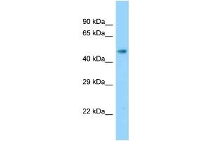 WB Suggested Anti-Slc17a2 Antibody Titration: 1. (SLC17A2 抗体  (Middle Region))
