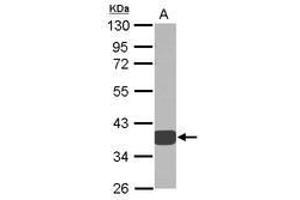 Image no. 2 for anti-Aldo-Keto Reductase Family 1, Member D1 (AKR1D1) (AA 1-326) antibody (ABIN1496548) (AKR1D1 抗体  (AA 1-326))