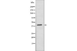 Western blot analysis of extracts from HuvEc cells,using Maf antibody. (MAF 抗体  (C-Term))