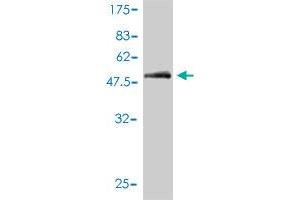 Western Blot detection against Immunogen (59. (CD1a 抗体  (AA 1-311))