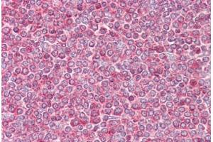 Anti-Beta Actin antibody IHC staining of human spleen. (beta Actin 抗体  (AA 2-16))