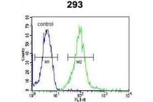 Flow cytometric analysis of 293 cells using IRF2BP2 Antibody (Center) Cat. (IRF2BP2 抗体  (Middle Region))