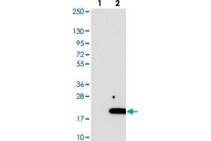 Western blot analysis of Lane 1: Negative control (vector only transfected HEK293T lysate). (C2ORF76 抗体)
