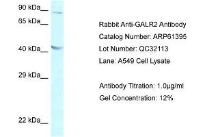 Western Blotting (WB) image for anti-Galanin Receptor 2 (GALR2) (C-Term) antibody (ABIN786413) (GALR2 抗体  (C-Term))
