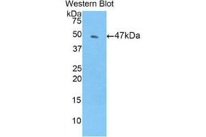 Western Blotting (WB) image for anti-TIMP Metallopeptidase Inhibitor 4 (TIMP4) (AA 10-170) antibody (ABIN1860764) (TIMP4 抗体  (AA 10-170))