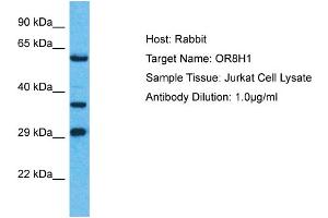 Western Blotting (WB) image for anti-Olfactory Receptor, Family 8, Subfamily H, Member 1 (OR8H1) (C-Term) antibody (ABIN2774568)
