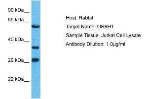 Host: Rabbit Target Name: OR8H1 Sample Type: Jurkat Whole Cell lysates Antibody Dilution: 1. (OR8H1 抗体  (C-Term))