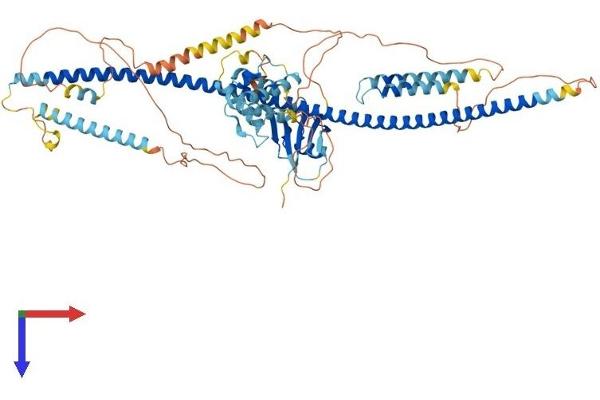 DIXDC1 Protein (AA 1-711) (His tag)