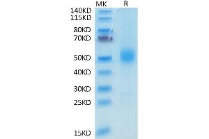 SDS-PAGE (SDS) image for GDNF Family Receptor alpha Like (GFRAL) protein (His-Avi Tag) (ABIN7274739)