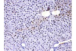 Immunohistochemistry (IHC) image for anti-Activated RNA Polymerase II Transcriptional Coactivator p15 (SUB1) (AA 96-127), (C-Term) antibody (ABIN4886733)