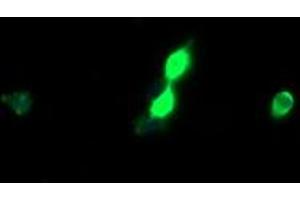 Image no. 1 for anti-Host Cell Factor C2 (HCFC2) antibody (ABIN1498602) (HCFC2 抗体)