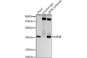 Immunoprecipitation analysis of 600 μg extracts of Mouse testis using 3 μg eIF4E antibody (ABIN7267048). (EIF4E 抗体)
