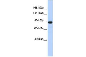 WB Suggested Anti-PDE3A Antibody Titration:  0. (PDE3A 抗体  (N-Term))