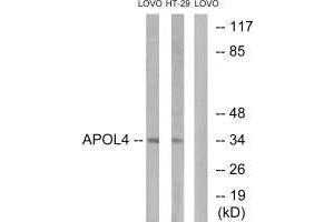 Western blot analysis of extracts from LOVO cells and HT-29cells, using APOL4 antibody. (Apolipoprotein L 4 抗体  (C-Term))