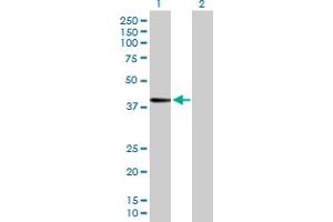 Western Blot analysis of FUT3 expression in transfected 293T cell line by FUT3 MaxPab polyclonal antibody. (FUT3 抗体  (AA 1-361))