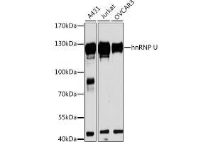 Western blot analysis of extracts of various cell lines, using hnRNP U antibody (ABIN1680323, ABIN3018279, ABIN3018280 and ABIN6220424) at 1:3000 dilution.