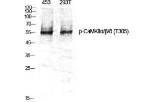 Western Blot (WB) analysis of specific cells using Phospho-CaMKIIalpha/beta/delta (T305) Polyclonal Antibody. (CaMKIIalpha/beta/delta (pThr305) 抗体)