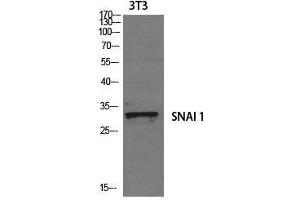 Western Blot analysis of 3T3 cells using SNAI1 Polyclonal Antibody at dilution of 1:1000. (SNAIL 抗体)