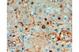 ABIN185349 (2µg/ml) staining of paraffin embedded Human Liver. (TPI1 抗体  (C-Term))
