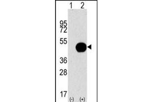 Western blot analysis of G4B (arrow) using purified Pab 1809d. (ATG4B 抗体  (AA 258-284))