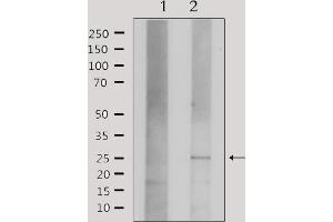 Western blot analysis of extracts from HepG2, using Claudin 3 Antibody. (Claudin 3 抗体  (C-Term))