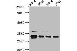 Western Blot Positive WB detected in Recombinant protein All lanes: vpx at 2. (Vpx Protein (VPX) (AA 1-112), (subtype A) 抗体)