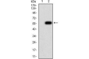 Western blot analysis using TNFSF11 mAb against HEK293 (1) and TNFSF11 (AA: 74-308)-hIgGFc transfected HEK293 (2) cell lysate. (RANKL 抗体  (AA 74-308))