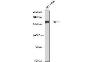 Western blot analysis of extracts of NCI-H460 cells using PLCB1 Polyclonal Antibody at dilution of 1:1000. (Phospholipase C beta 1 抗体)