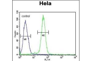AGXT2 Antibody (C-term) (ABIN653791 and ABIN2843075) flow cytometric analysis of Hela cells (right histogram) compared to a negative control cell (left histogram). (AGXT2 抗体  (C-Term))