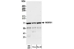 Western Blotting (WB) image for anti-WD Repeat Domain 91 (WDR91) (AA 350-400) antibody (ABIN7454761) (WDR91 抗体  (AA 350-400))